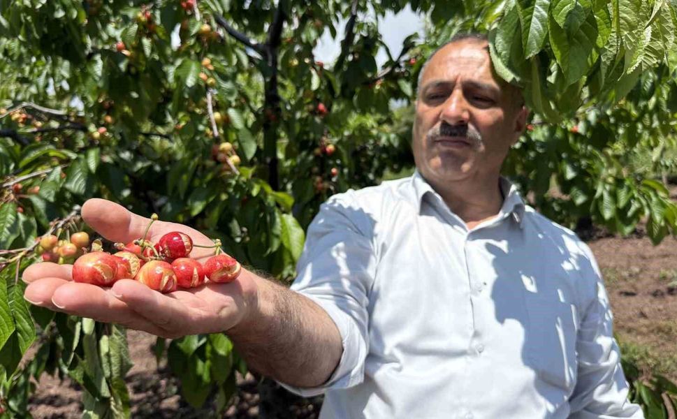 Tokat'ta aşırı yağışlar erkenci kirazı vurdu