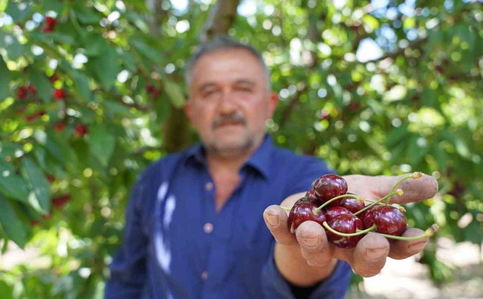 Tescilli Tokat kirazında hasat mesaisi başladı