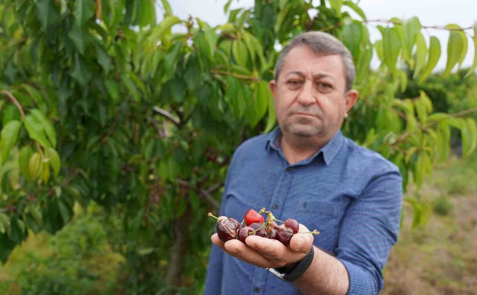 Tokat'ta aşırı yağış kirazı vurdu