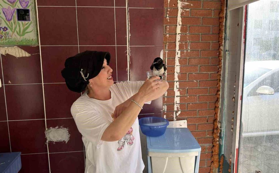 Yaralı bulduğu yavru saksağan kahvaltı arkadaşı oldu