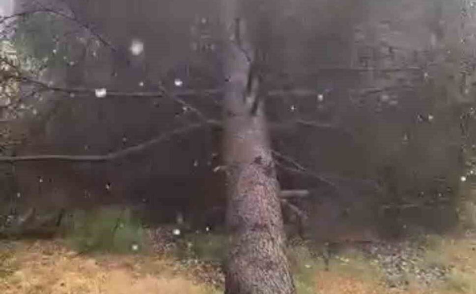 Tokat'ta fırtınada ağaçlar devrildi
