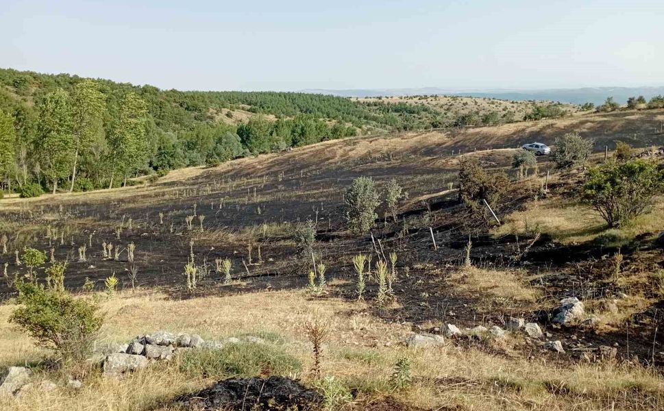 Tokat'ta örtü yangını: 15 dönüm ekili arazi küle döndü