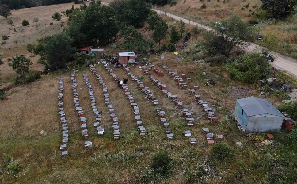 Arıcılıkta yapay zeka dönemi