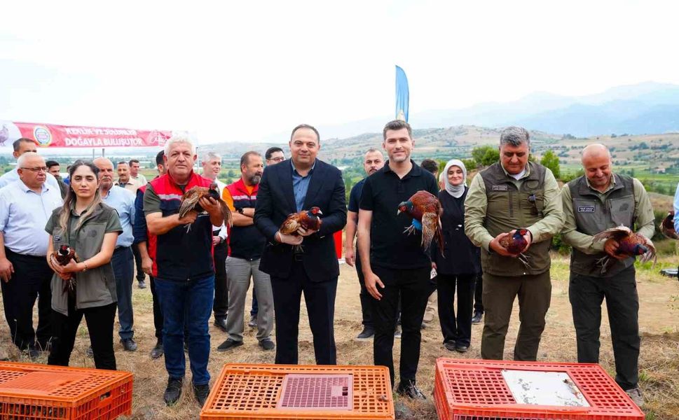 Erbaa Belediyesi'nden keneyle mücadeleye halkalı sülün ve kekliklerle destek