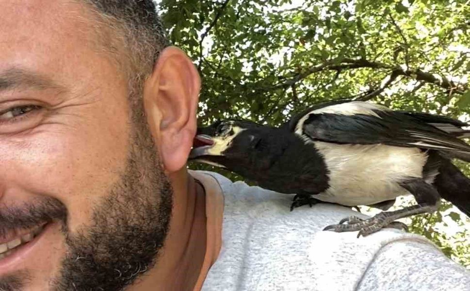 Perişan ismini verdiği saksağanı omuzundan indirmiyor