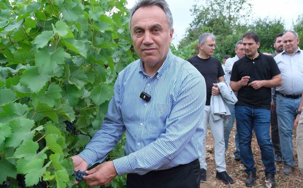 TOGÜ bağlarında sezonun ilk üzüm hasadı yapıldı