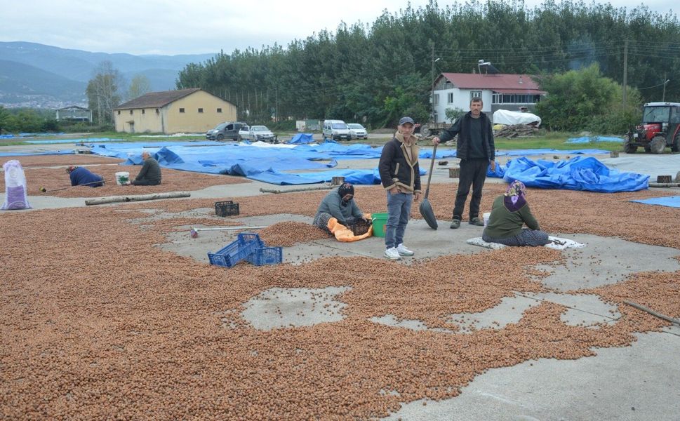 Yağmurdan kaçan Ordulu fındık üreticileri Tokat'ta da sağanağa yakalandı