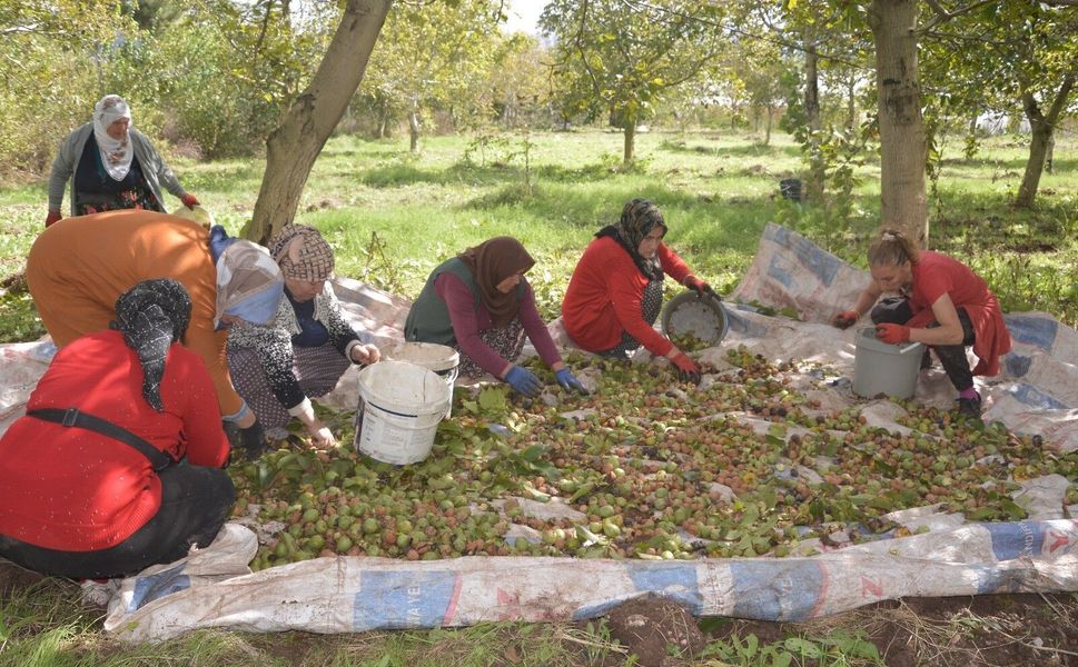Tokat'ın 'beyaz altını'nda hasat başladı