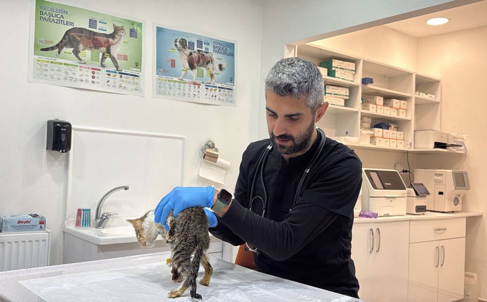 Tokat’ta binlerce kişiyi hastanelik eden şikayetler kedi ve köpeklerde de görüldü