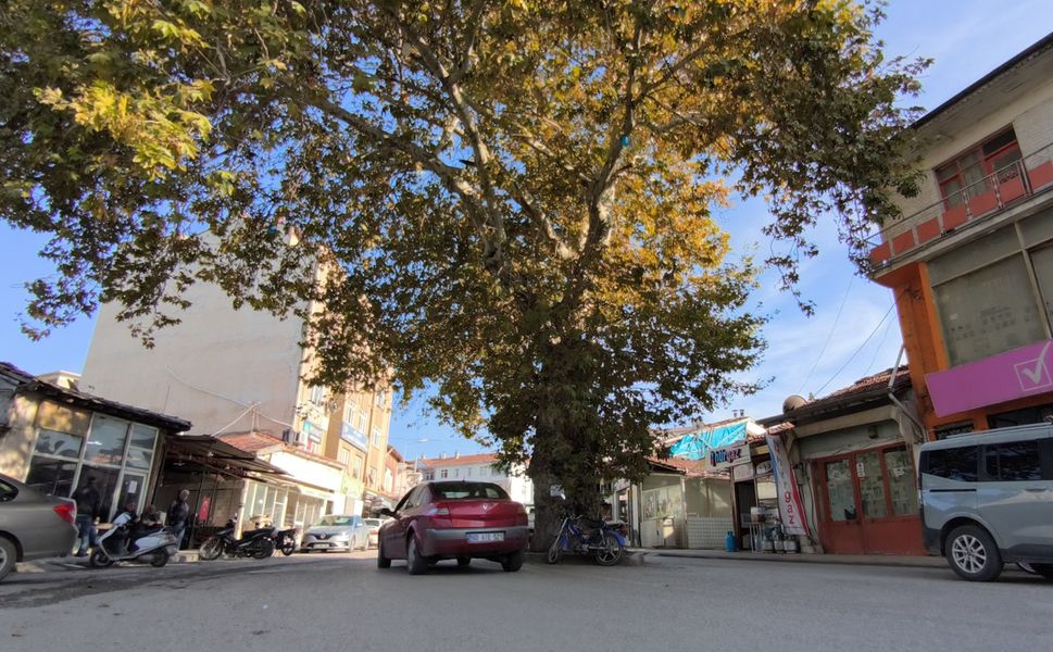 Bir zamanlar darağacı olarak kullanıldığı rivayet edilen çınar, ilçenin simgesi oldu