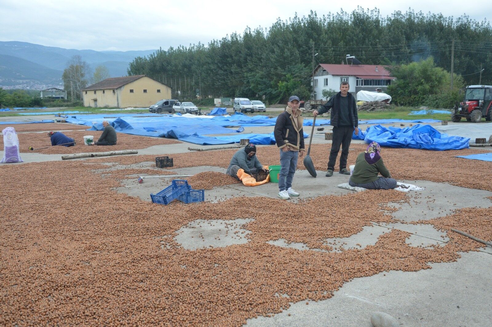 Yağmurdan kaçan Ordulu fındık üreticileri Tokat'ta da sağanağa yakalandı